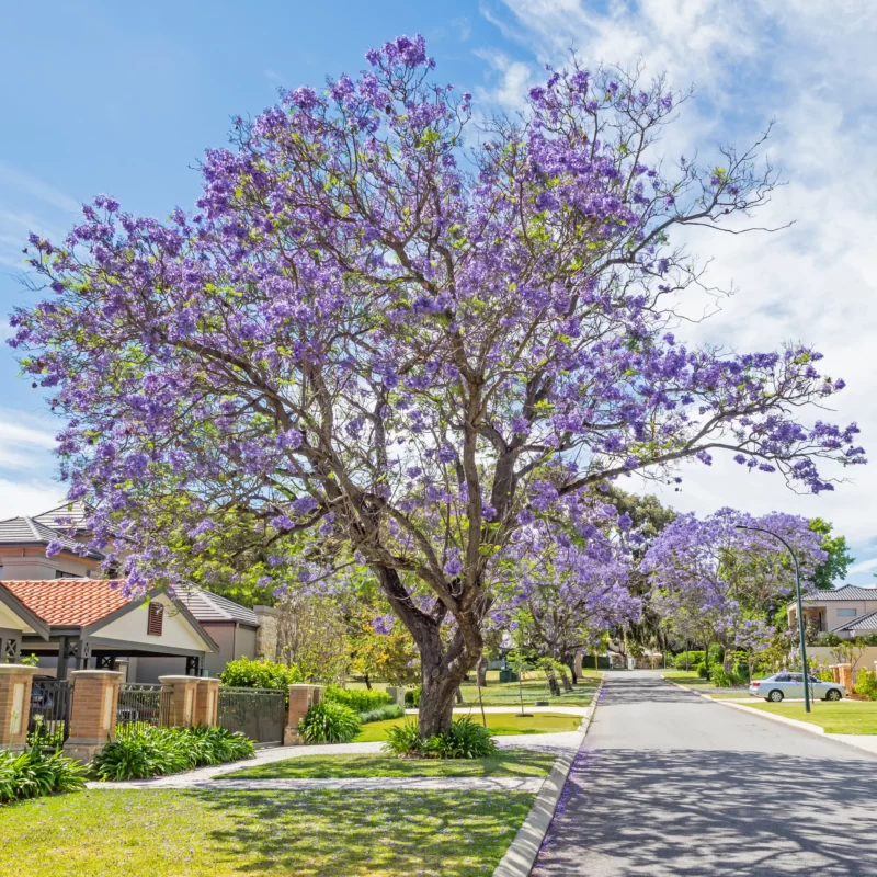 Blue Jacaranda tree growing on the sidewalk