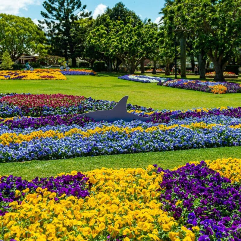 colourful flower beds in Toowoomba
