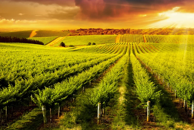 Adelaide vineyard at sunset