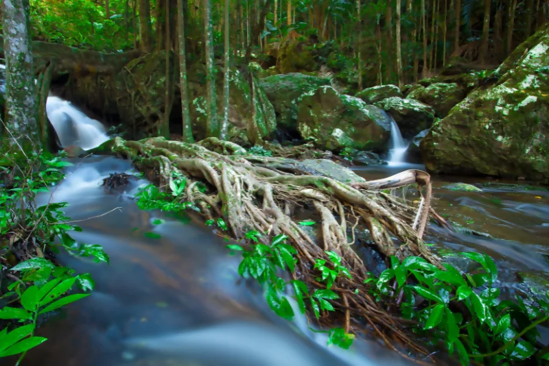 a rainforest creek near Morayfield