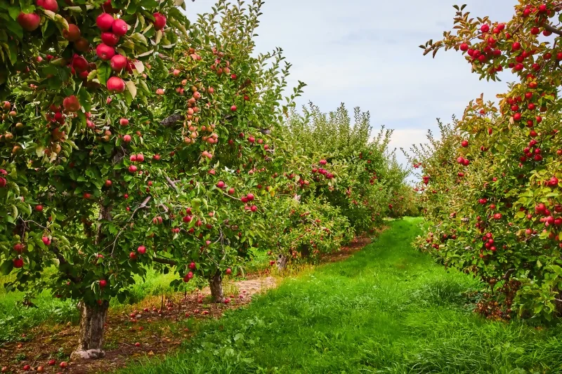 Apple Orchard in Donnybrook