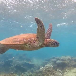 Turtle in Karratha