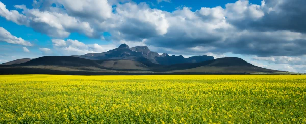 view of stirling ranges with flowers in foreground