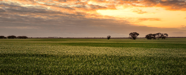 view of wheatbelt field at sunset